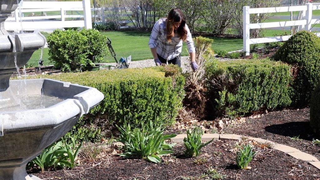 Planting Ginger, Reseeding Patchy Grass, and Fixing a Boxwood Hedge! 🌿☀️