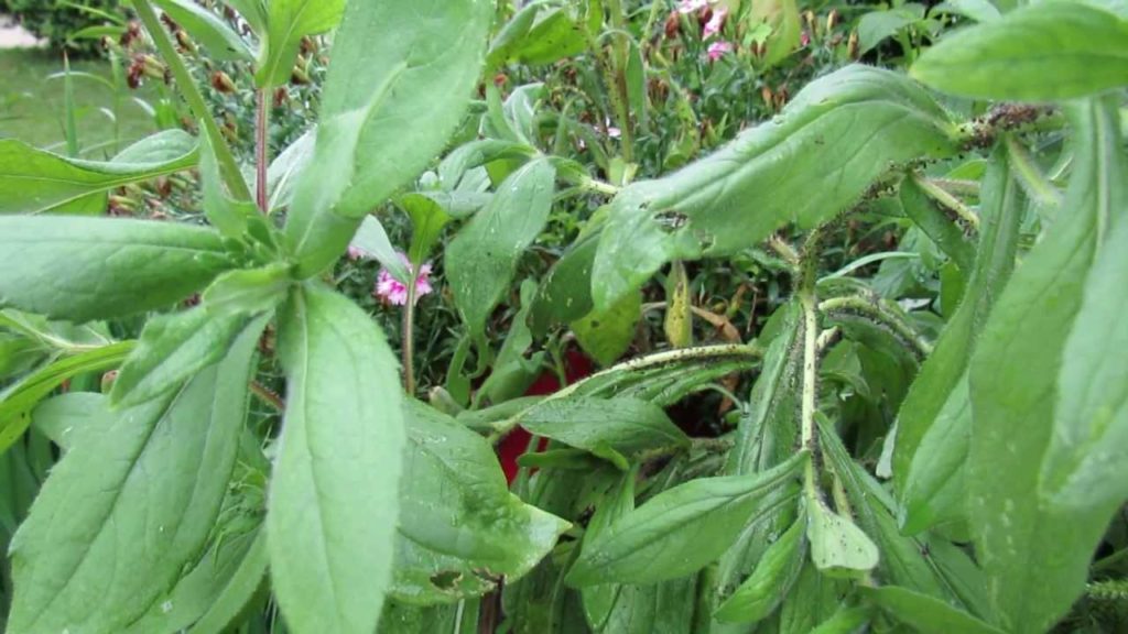 Identifying Aphids in Your Garden & Ladybug Predators - The Rusted Garden 2013