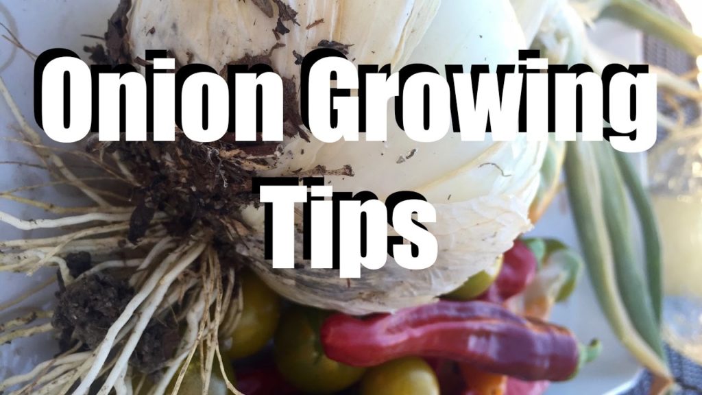 Onion Growing Tips  - Livestream  (replay)