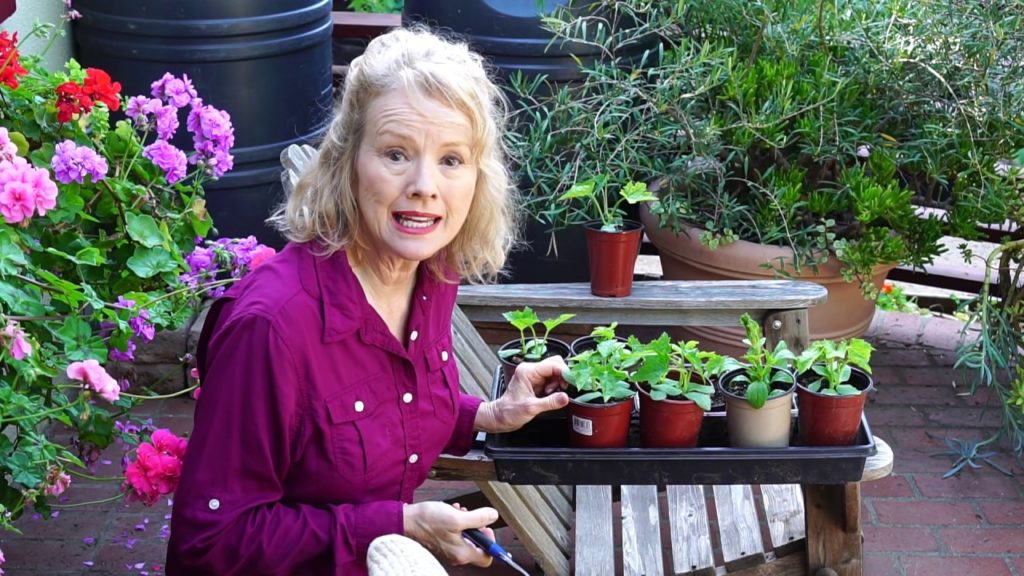 Thin, Plant, Spray Beneficial Nematodes | Garden Vlog