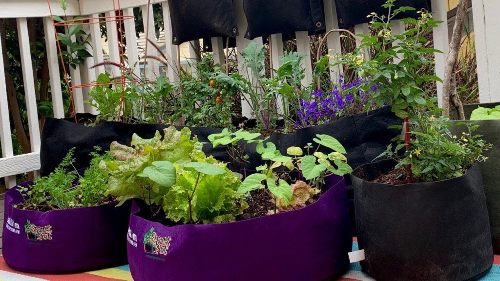🍅 Live: 5 Tips to Grow  LOTS of  Veggies in a Small Space (REPLAY)