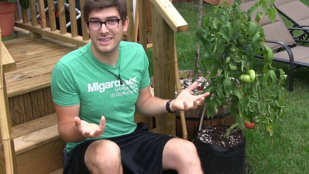 The First Giant Crimson Tomato in 87 Years