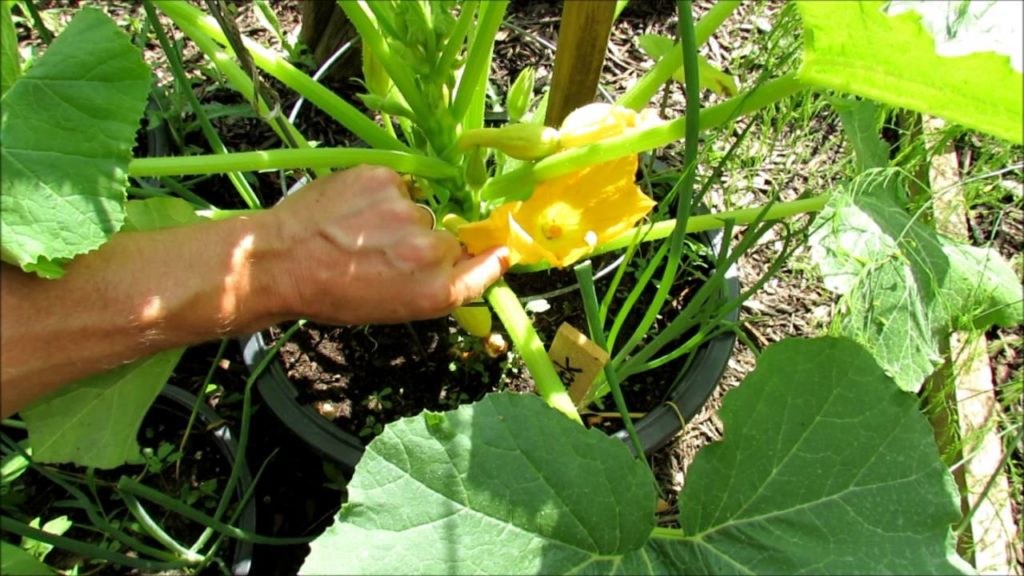 Gary Pilarchik: Squash & Zucchini Male and Female Flower Identification: Ants, Pollination, Browning Fruit -TRG 2016 Squash & Zucchini Male and Female Flower Identification: Ants, Pollination, Browning Fruit -TRG 2016