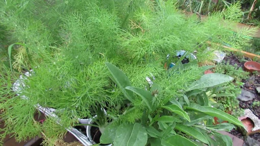 Fennel: Attract the Entire Life Cycle of the Black Swallowtail Butterfly - The Rusted Garden 2013