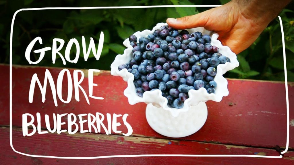 Secrets to Grow More Blueberries