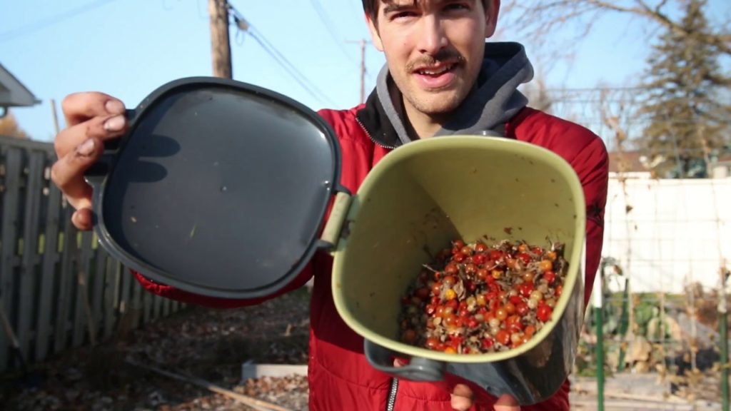 How We Save Thousands of Tomato Seeds in Just SECONDS