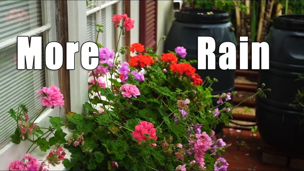 Your CHILL Video for the Weekend | May Rain Garden Tour