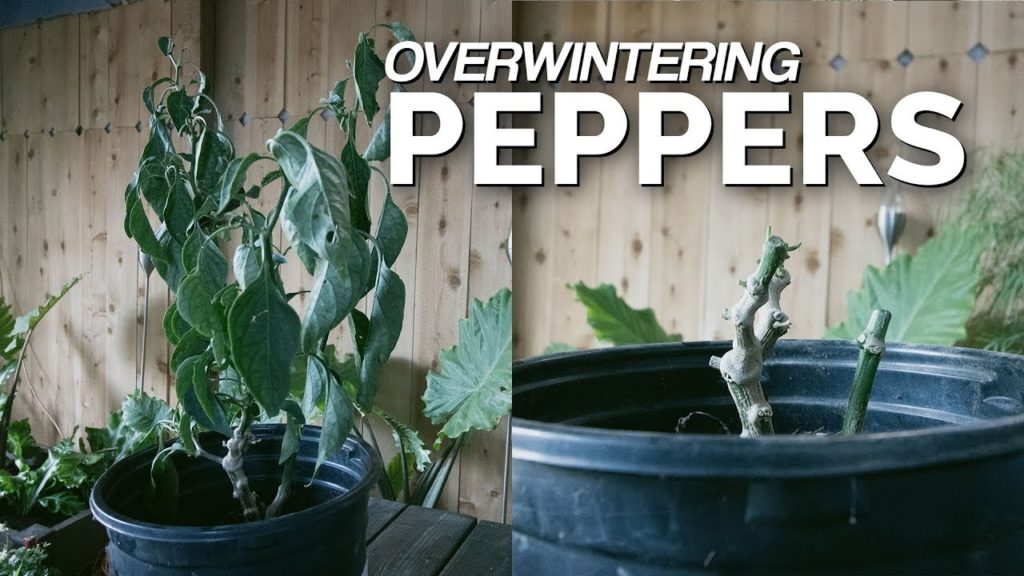 Epic Gardening: Overwintering Peppers: 3 Crucial Steps to Take Overwintering Peppers: 3 Crucial Steps to Take