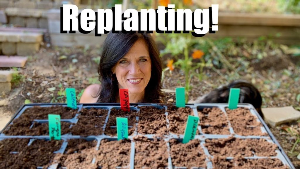 Replanting After the Wind - Starting Seeds for Cool Season Flowers, Lettuce and Greens 🌺 🌱