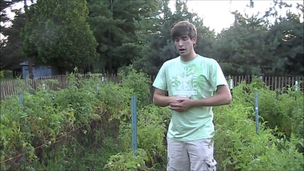 MIgardener: Year For My Potatoes and Not For My Tomatoes! Year For My Potatoes and Not For My Tomatoes!