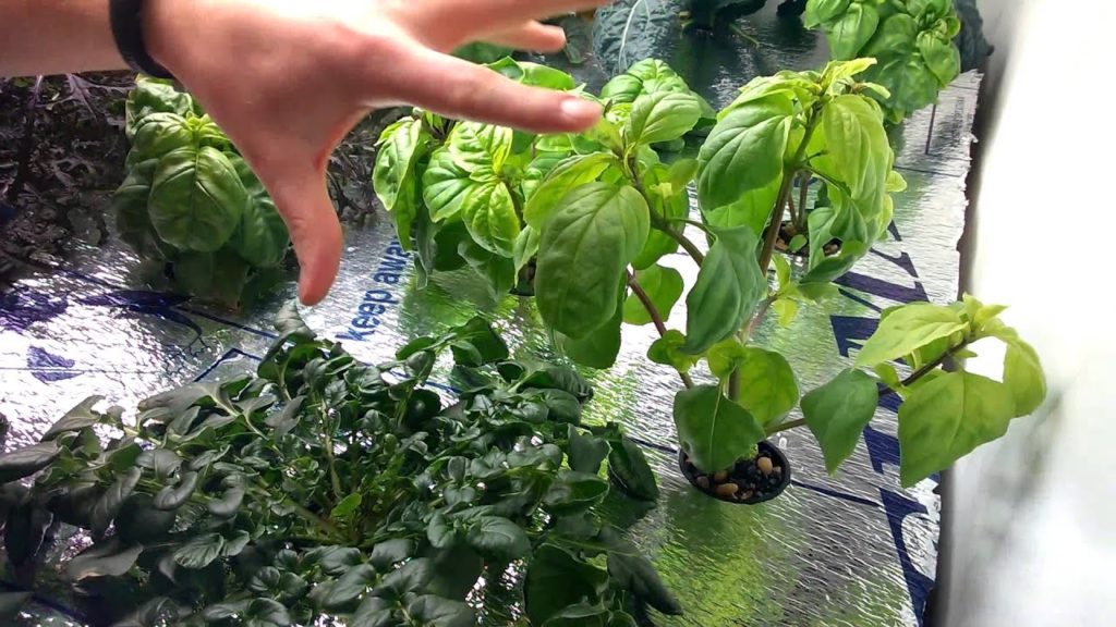 MIgardener: Update on Bush Basil Pruning Method Update on Bush Basil Pruning Method