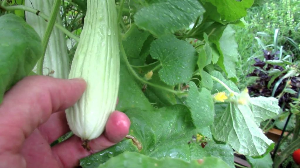 Growing Cucumbers: Introducing the  Armenian Cucumber