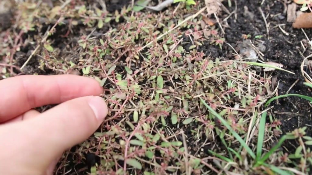 5 Common Look-Alike Plants to Avoid When Wild Foraging