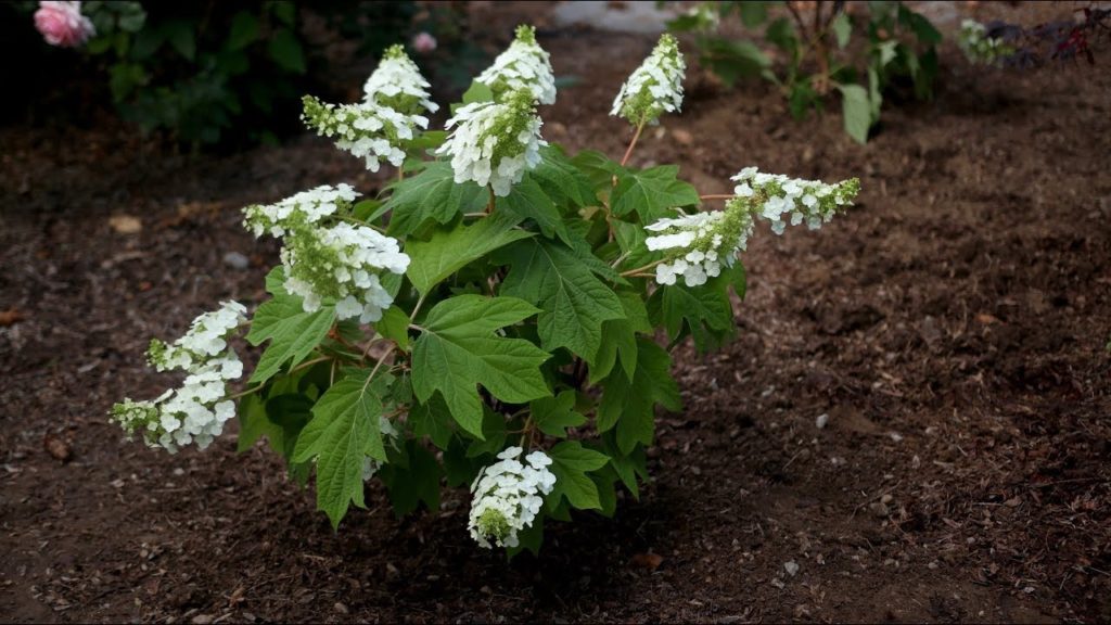 Garden Answer: Planting Gatsby Gal Oakleaf hydrangea 🌿 // Garden Answer Planting Gatsby Gal Oakleaf hydrangea 🌿 // Garden Answer