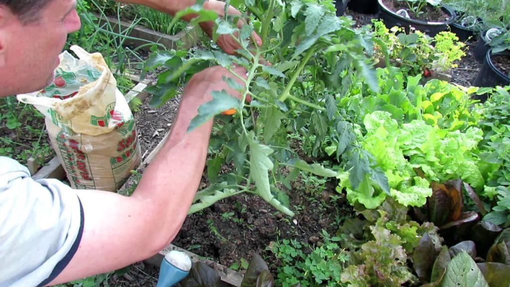 TRG 2012: 3 of 5: Creating a Tomato Disease Barrier with Newspaper and Pruning