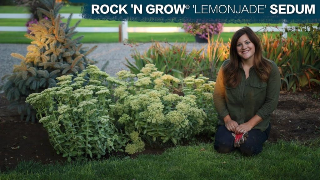 Garden Answer: Planting Lemonjade Sedum // Garden Answer Planting Lemonjade Sedum // Garden Answer