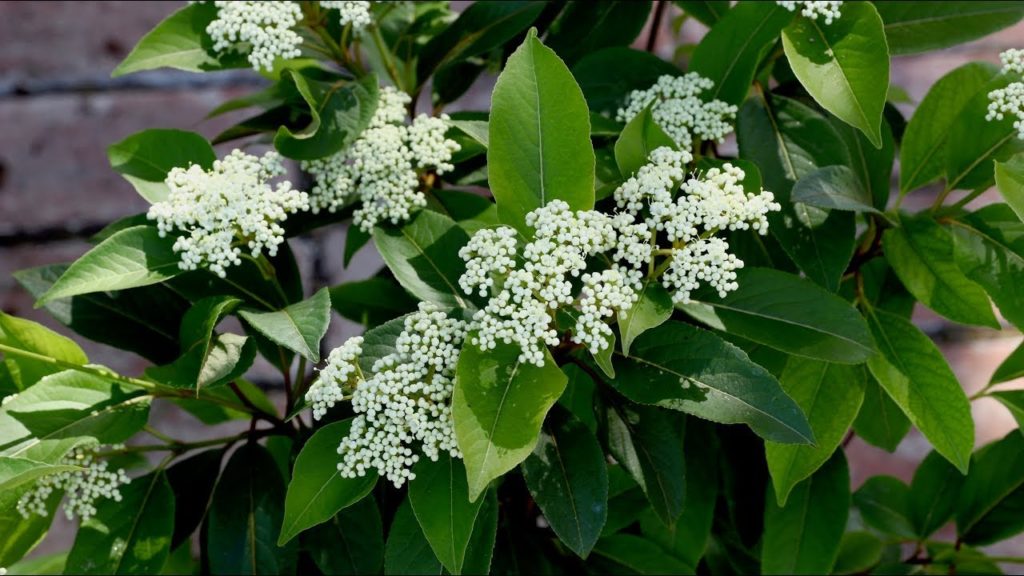Garden Answer: Lil' Ditty Viburnum 🌿// Garden Answer Lil' Ditty Viburnum 🌿// Garden Answer