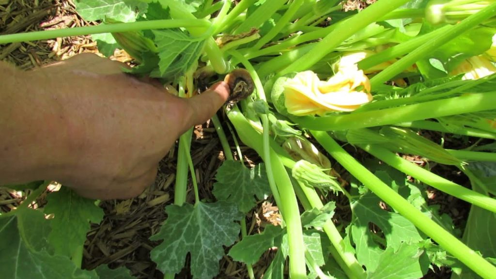 Why Zucchini and Squash Turn Brown/Tip Rot: Pollination, Male & Female Flowers - TRG 2015