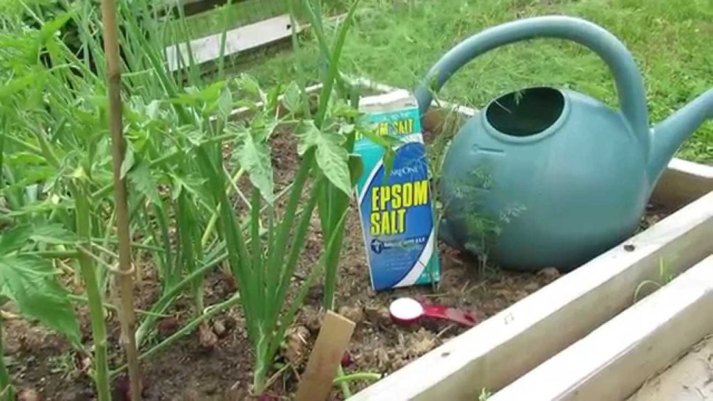 Improving the Flavor of Onions and Garlic with Epsom Salt/Sulfur: Research! - TRG 2014