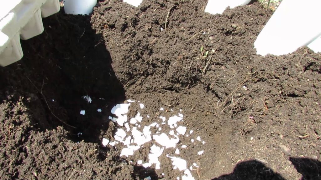 Gary Pilarchik: 60 Seconds or Sow: Tomato Blossom End Rot & An Egg Shell Solution – The Rusted Garden 2013 60 Seconds or Sow: Tomato Blossom End Rot & An Egg Shell Solution - The Rusted Garden 2013