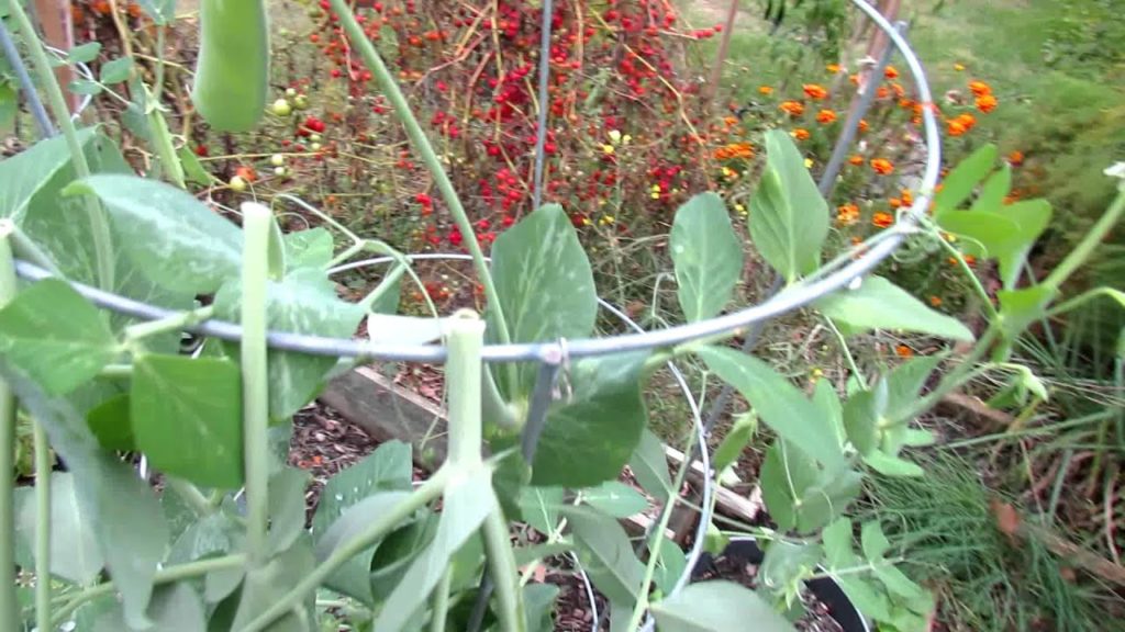 Gary Pilarchik: Fall Garden Peas: A Simple Update Fall Garden Peas: A Simple Update