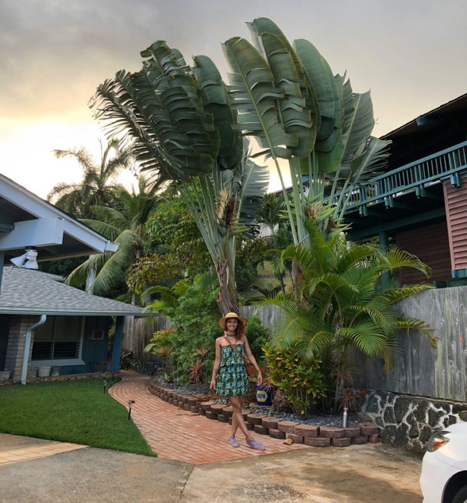 thehorticult: As tall as two stories (or a highway overpass ), the #travellerspalm is quite a … As tall as two stories (or a highway overpass ), the #travellerspalm is quite a ...