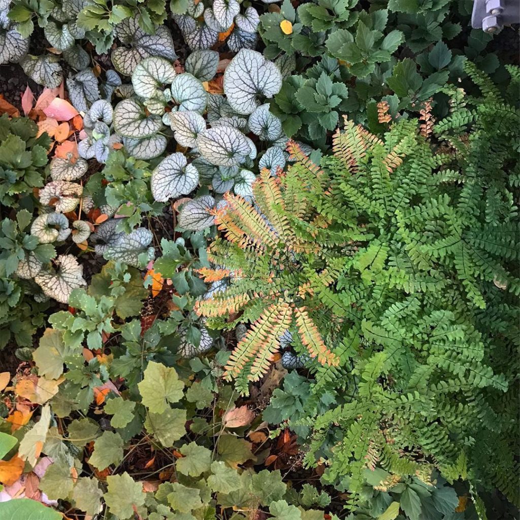 sheilajacklandscapes: Underwares… beautiful contrast of shape, form and texture @highlinenyc tree u… Underwares... beautiful contrast of shape, form and texture @highlinenyc tree u...