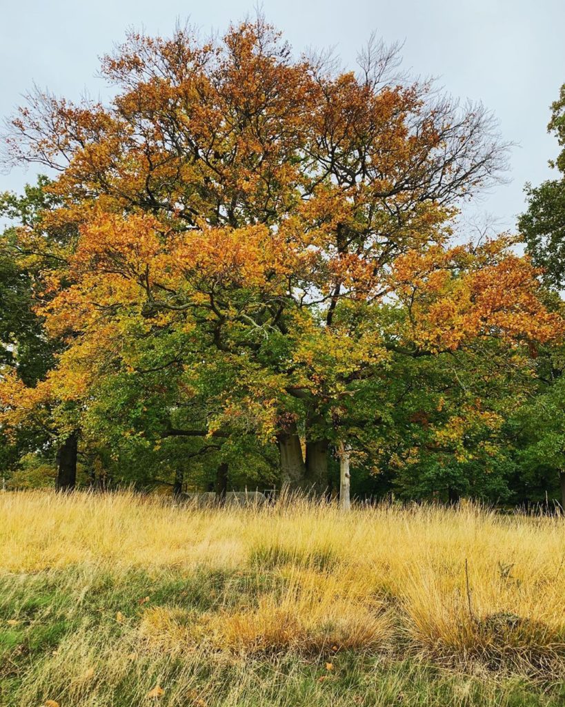 Autumnal inspiration in Richmond Park - orange leaves of the Beech tree associat...