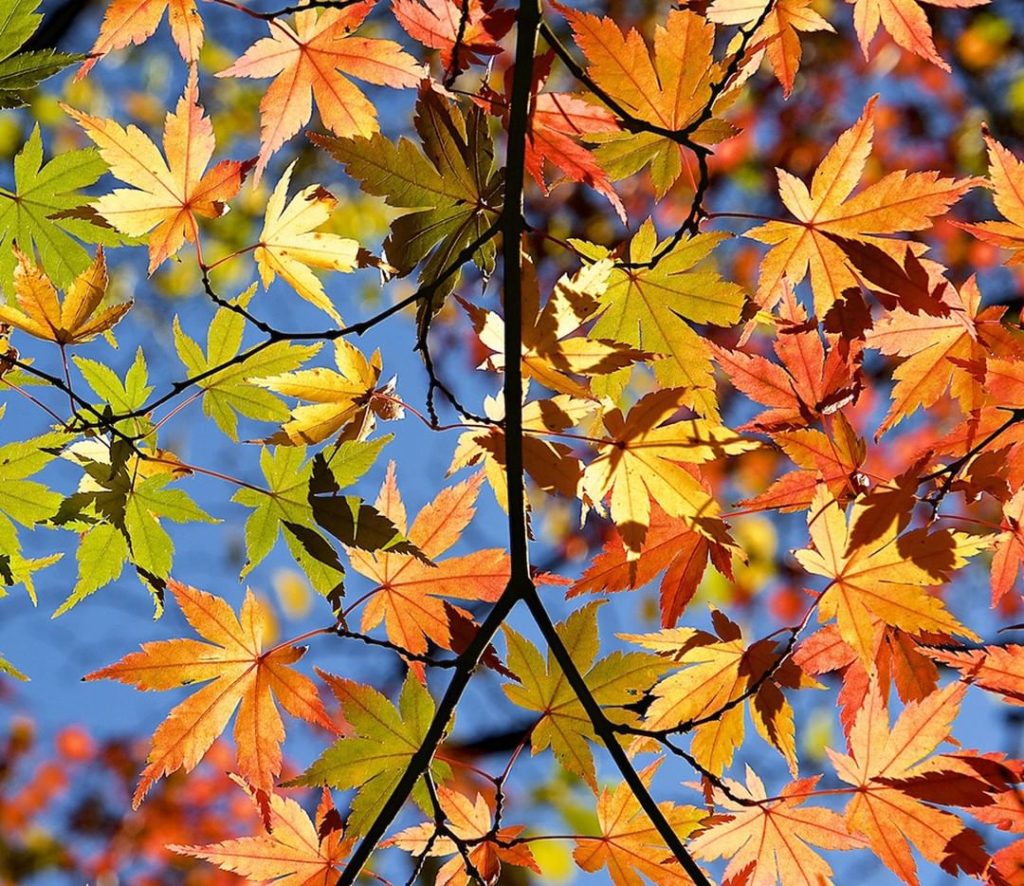 Taking in the fall beauty today. Hope you are too. Tag yours with #gdfallcolor.
...