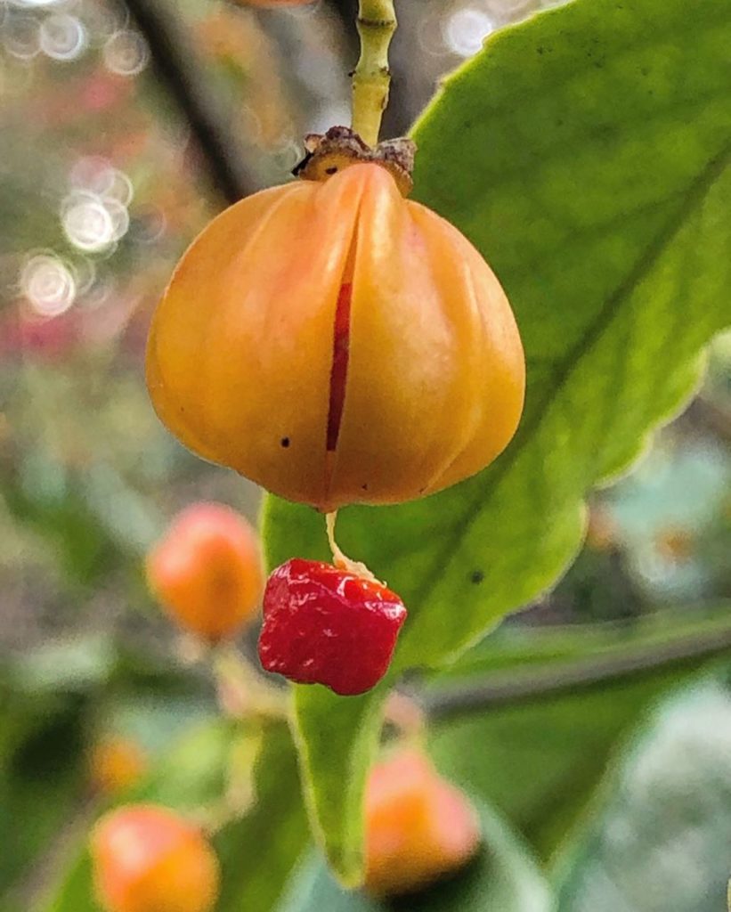 #treasure : fabulous #fruits of the #rare #evergreen #shrub Euonymus myrianthus ...