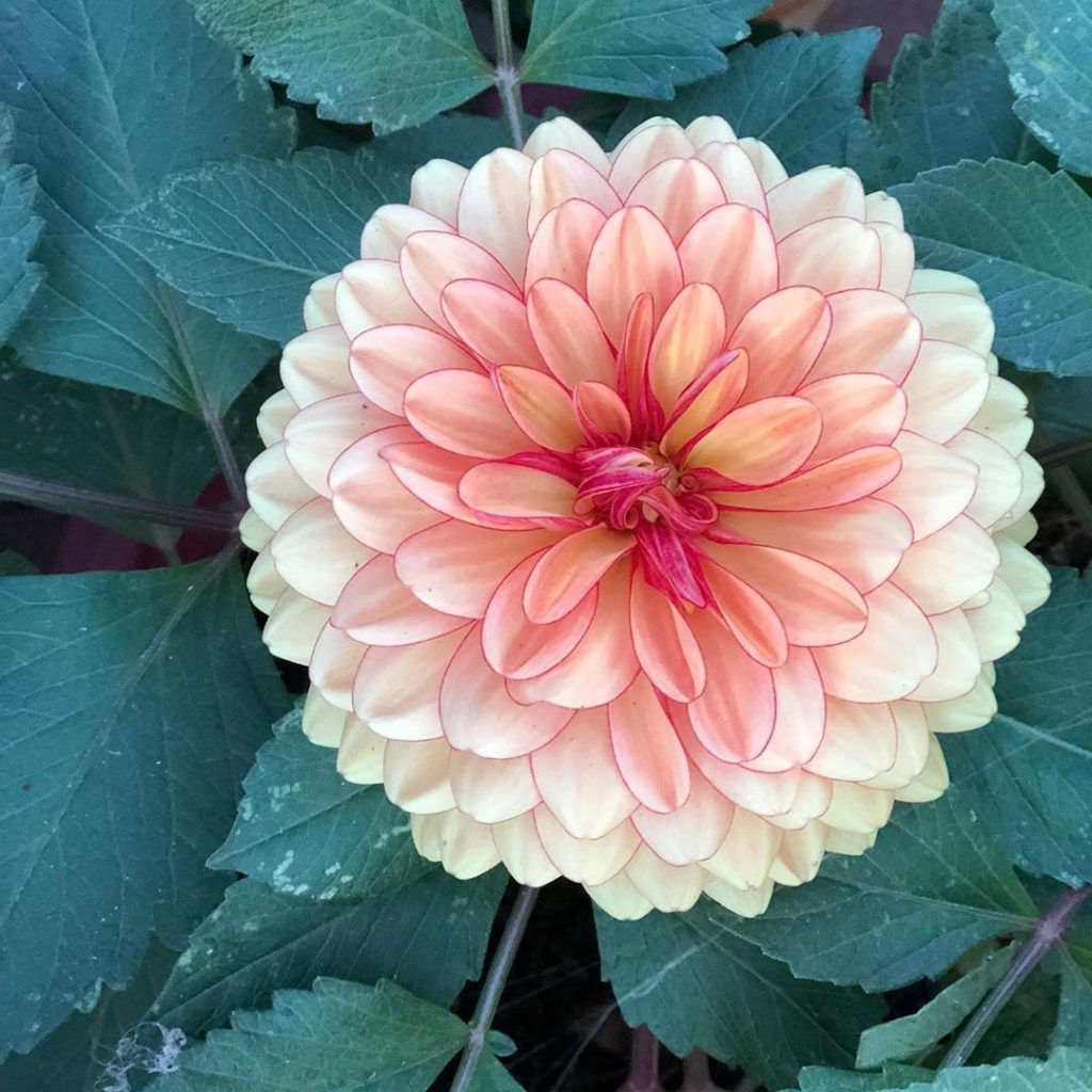Look what is blooming in Linda’s garden right now!  happy #flowerfriday! (We’re ...