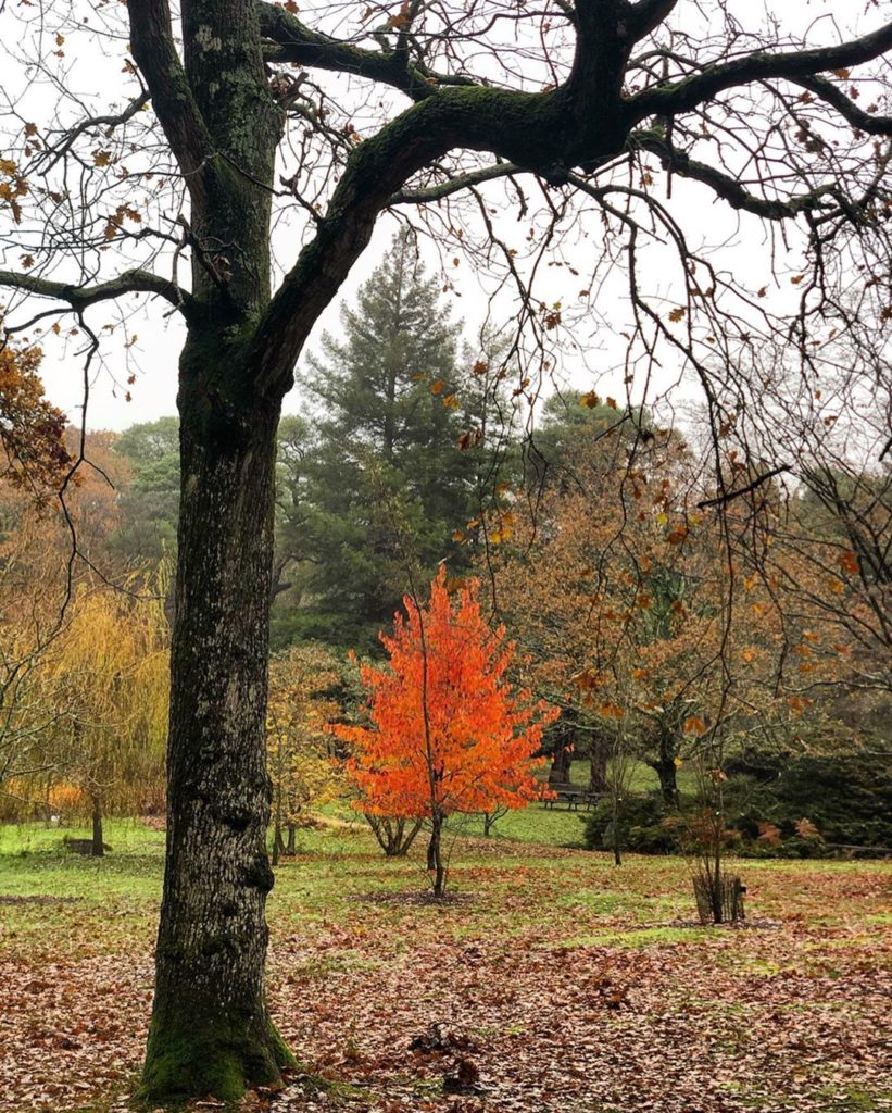 #flame-like Nyssa, brightening up a #damp, dreich November day ...