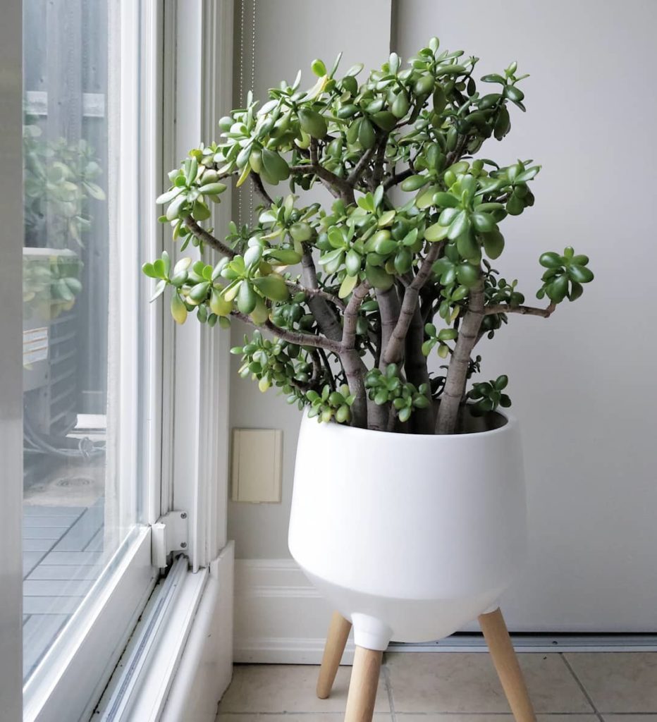 There are many things to love about houseplants but what's most thrilling to me ...