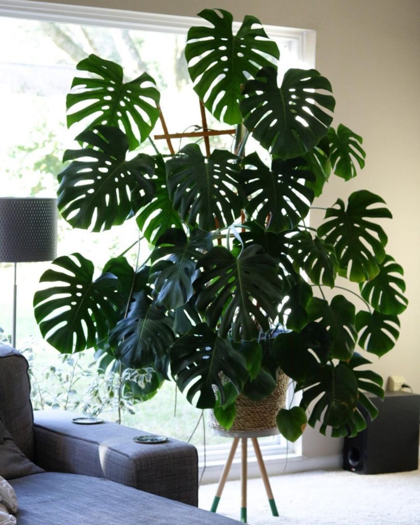 Talk about #MonsteraMonday. @plantingpink's beautiful Monstera has some new leav...