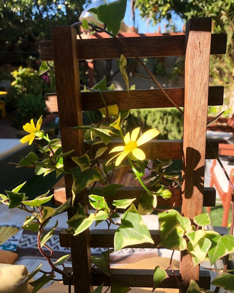 thehorticult: Variegated English ivy has a doppelgänger — introducing the variegated wax ivy (… Variegated English ivy has a doppelgänger — introducing the variegated wax ivy (...