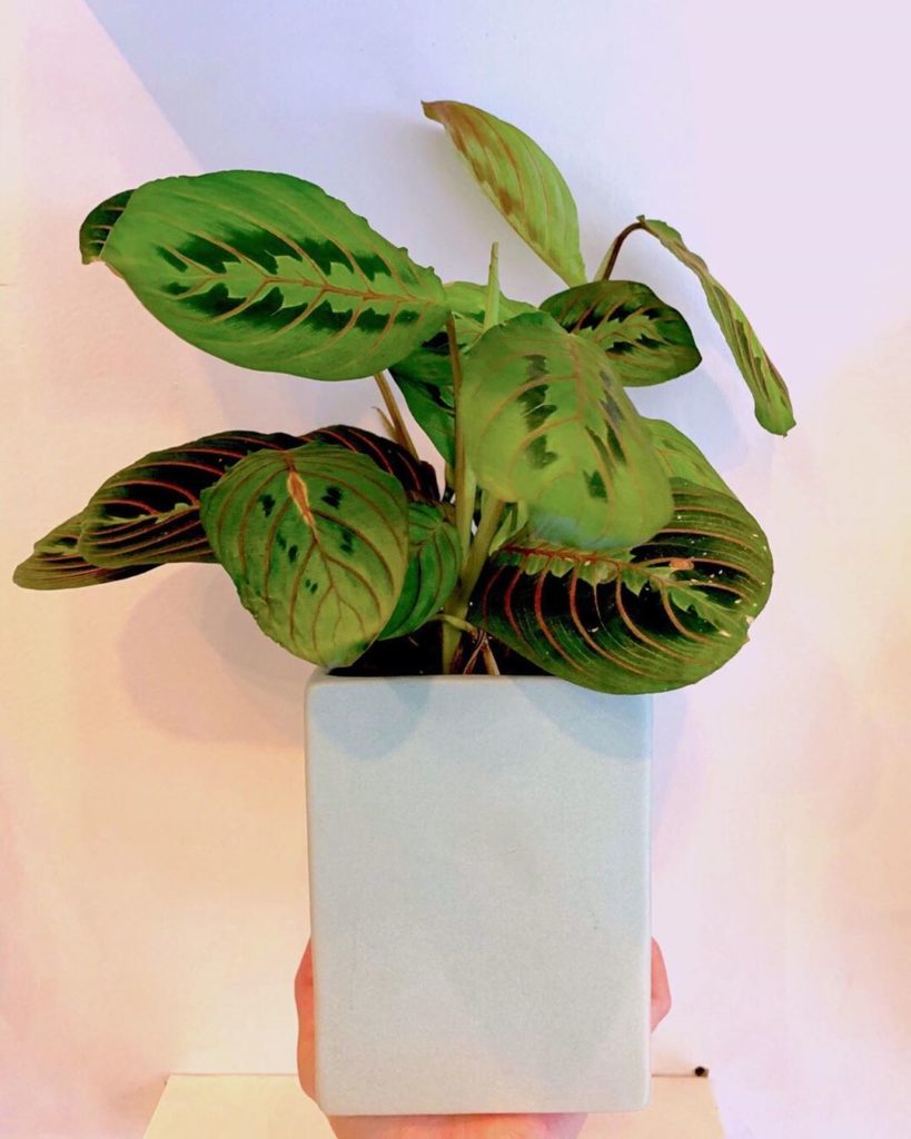 Oh hello, new November plants.  We have some new plant picks for our subscriptio...