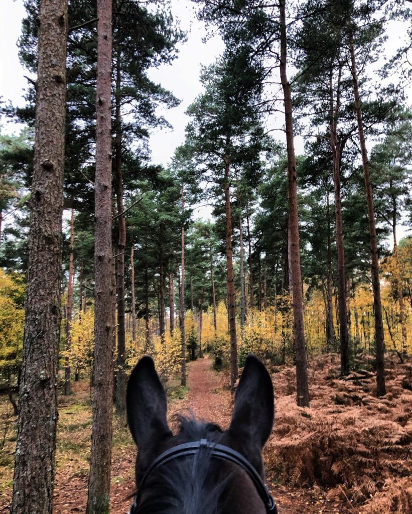 if you go down to the woods today... ...