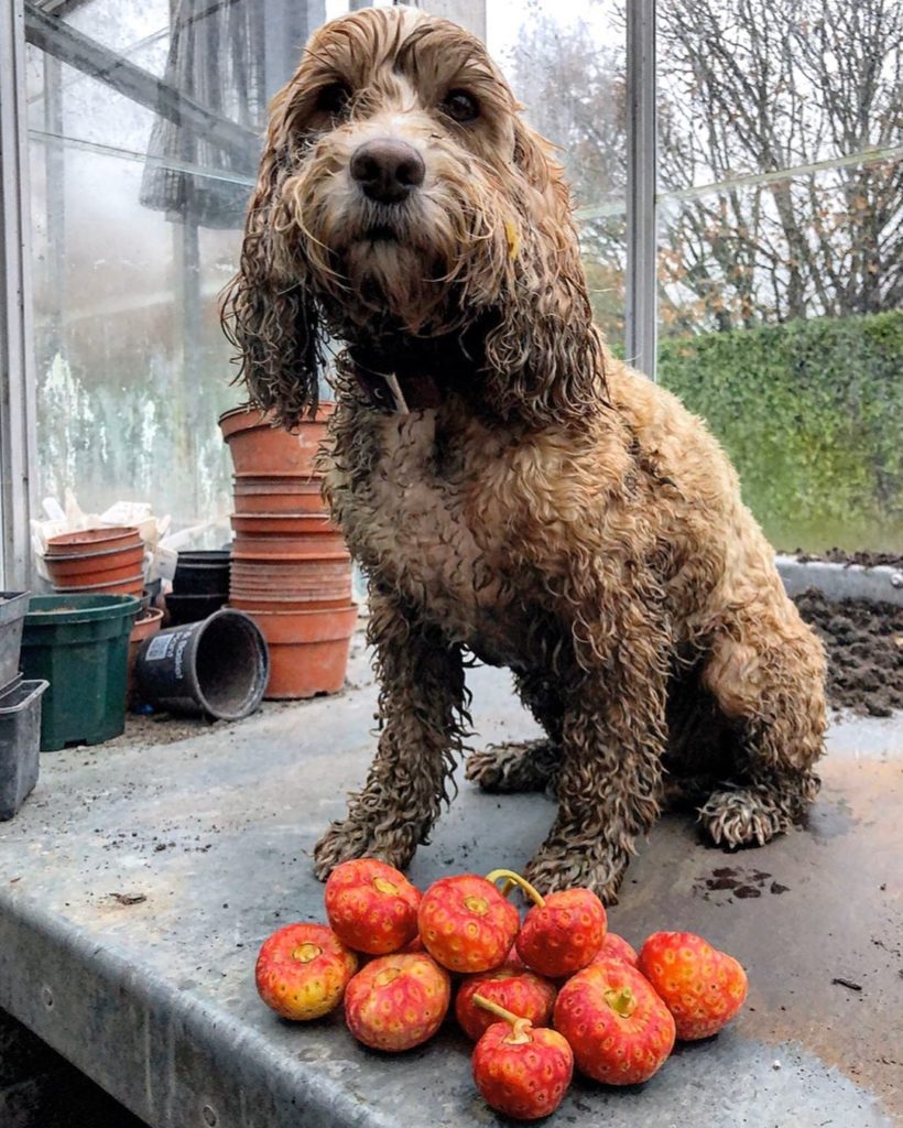 #wet : #muddy #pooch : #partnerincrime ... guarding more #garden #treasure - #fr...