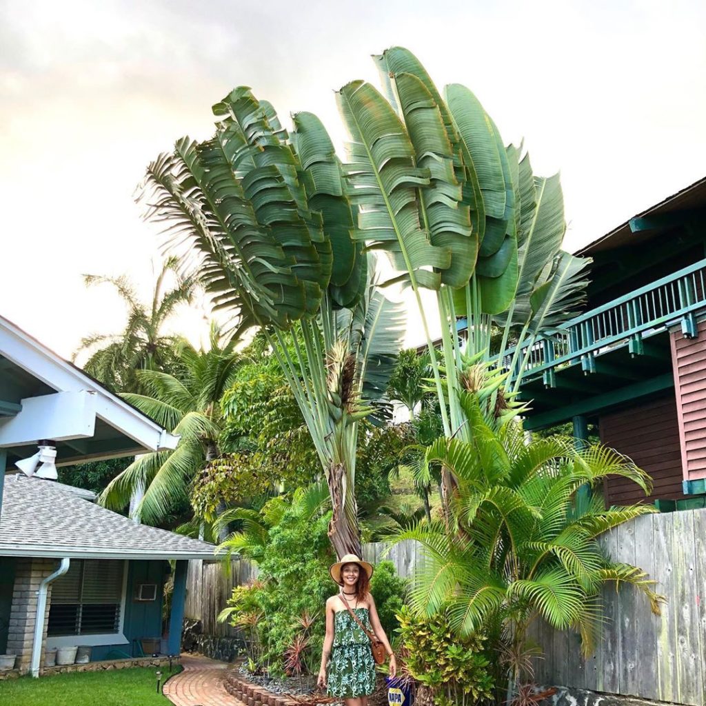thehorticult: As tall as two stories (or a highway overpass ), the #travellerspalm is quite a … As tall as two stories (or a highway overpass ), the #travellerspalm is quite a ...