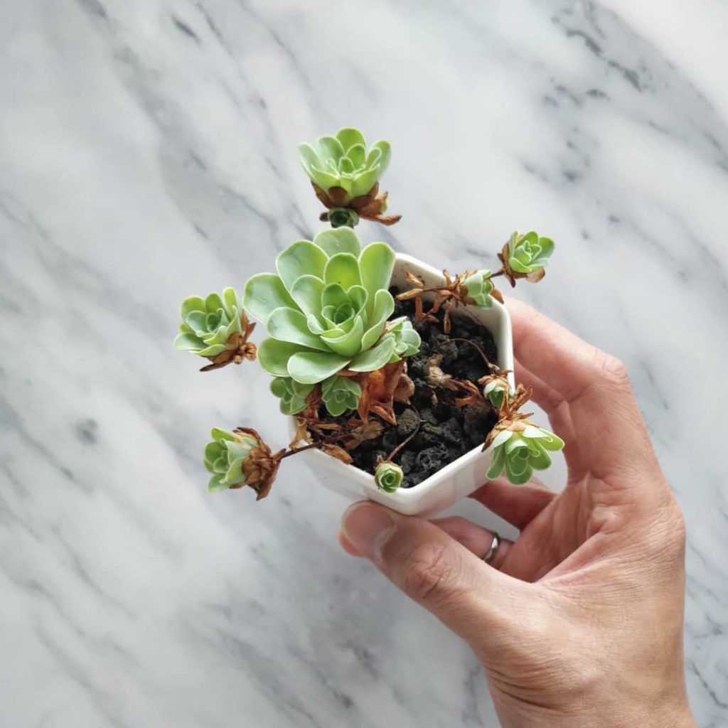 houseplantjournal: Greenovia dodrantalis – I watered it yesterday and today, the leaves opened up f… Greenovia dodrantalis - I watered it yesterday and today, the leaves opened up f...
