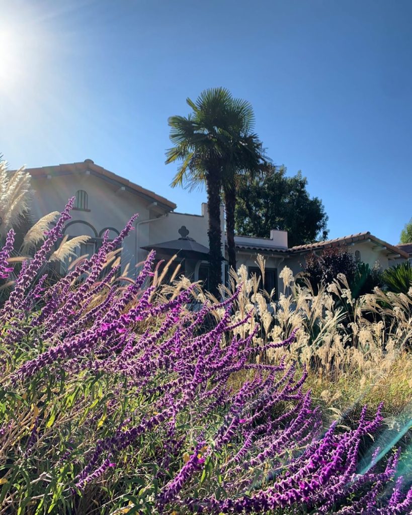 gardendesignmag: Out walking my dog, enjoying a beautiful clear day but feels more like summer he… Out walking my dog, enjoying a beautiful clear day but feels more like summer he...