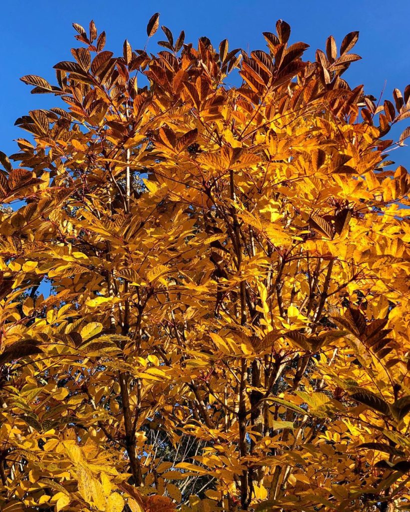 #BOOM: Go #mothernature : #amazing late #autumn #colour & interest from the #ra...