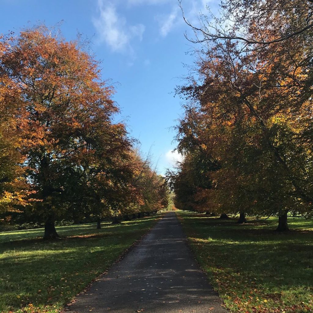 #beech drive @healegardens looking gorgeous in the #autumn  sun #wiltshire #park...