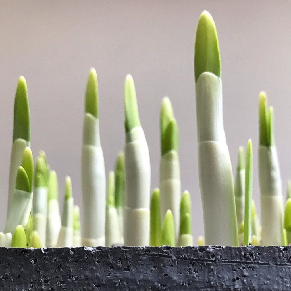 sheilajacklandscapes: Into the light out of the shed and raring to go, #paperwhite #narcissus #forced… Into the light out of the shed and raring to go, #paperwhite #narcissus #forced...