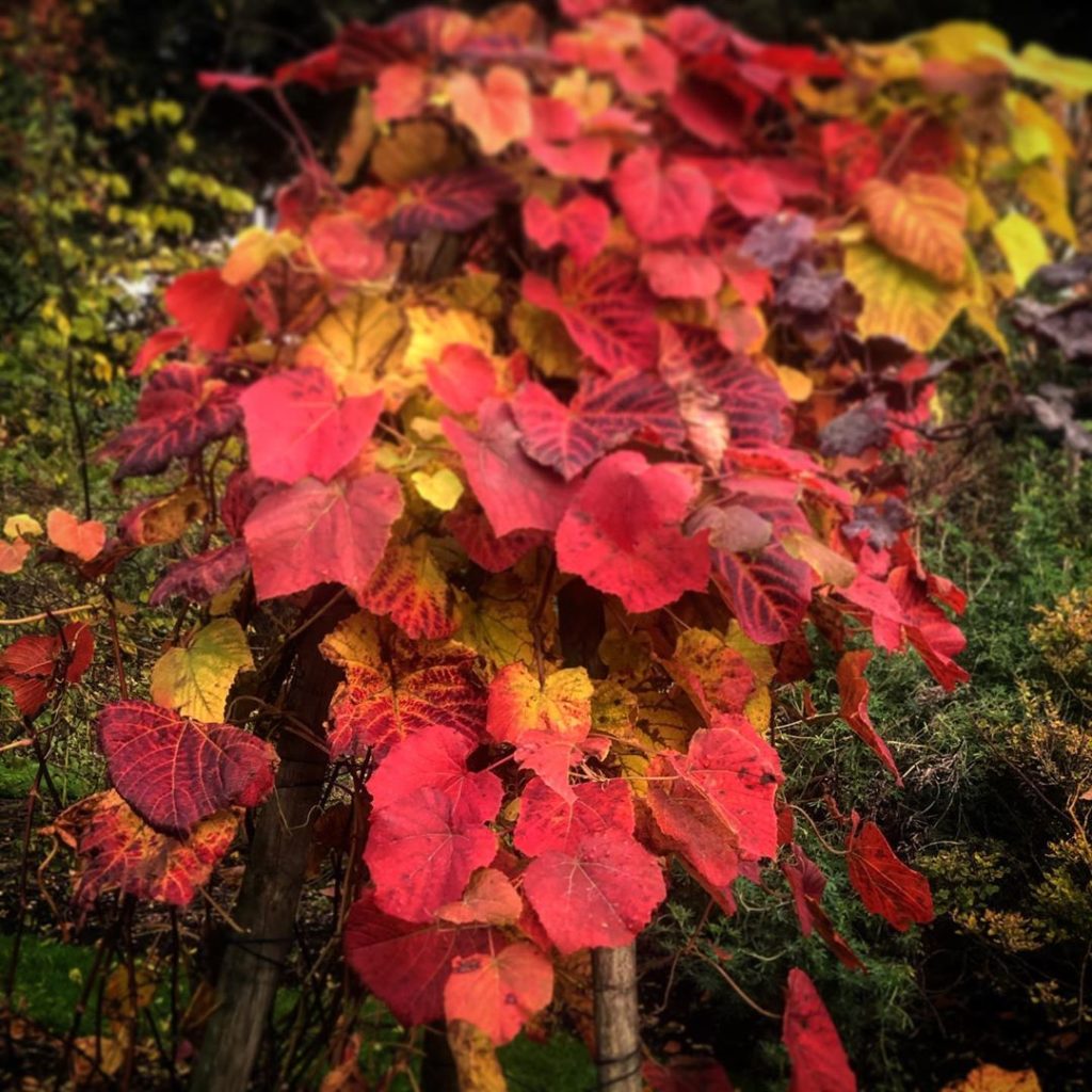 richardmiers: I had a meeting with the lovely Rosemary Alexander and @catrionarowbotham of the… I had a meeting with the lovely Rosemary Alexander and @catrionarowbotham of the...