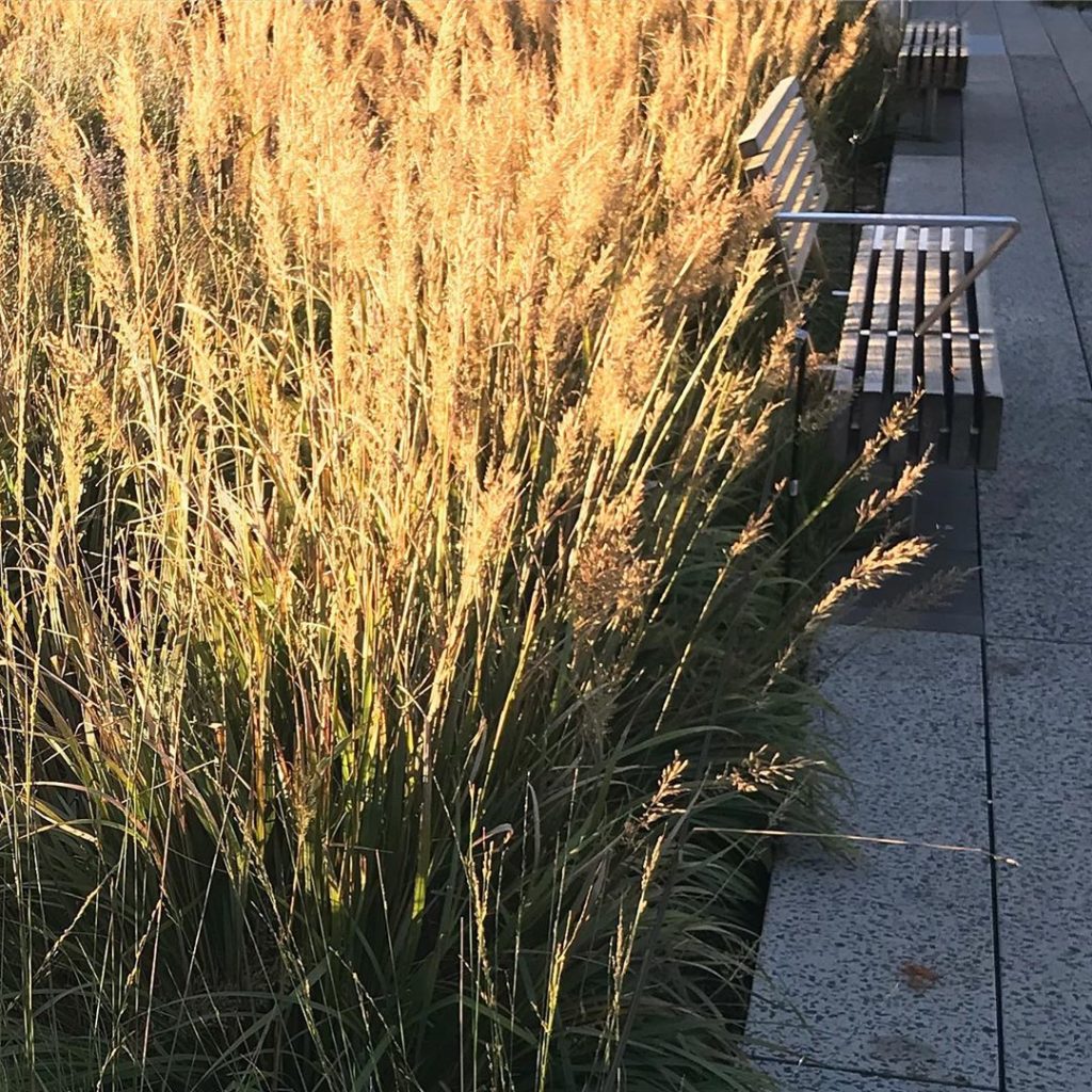 Field of gold @highlinenyc #pietoudolf #morninglight #calamagrostisbrachytricha ...