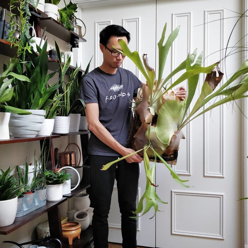 houseplantjournal: It has been a while since I took a self portrait with my staghorn fern.
–
I only… It has been a while since I took a self portrait with my staghorn fern.
-
I only...
