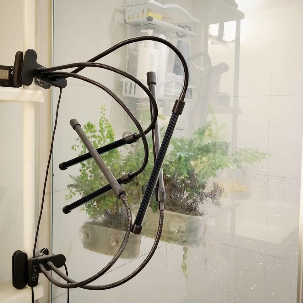 Shower fern update: two of the three planters still going strong since last year...