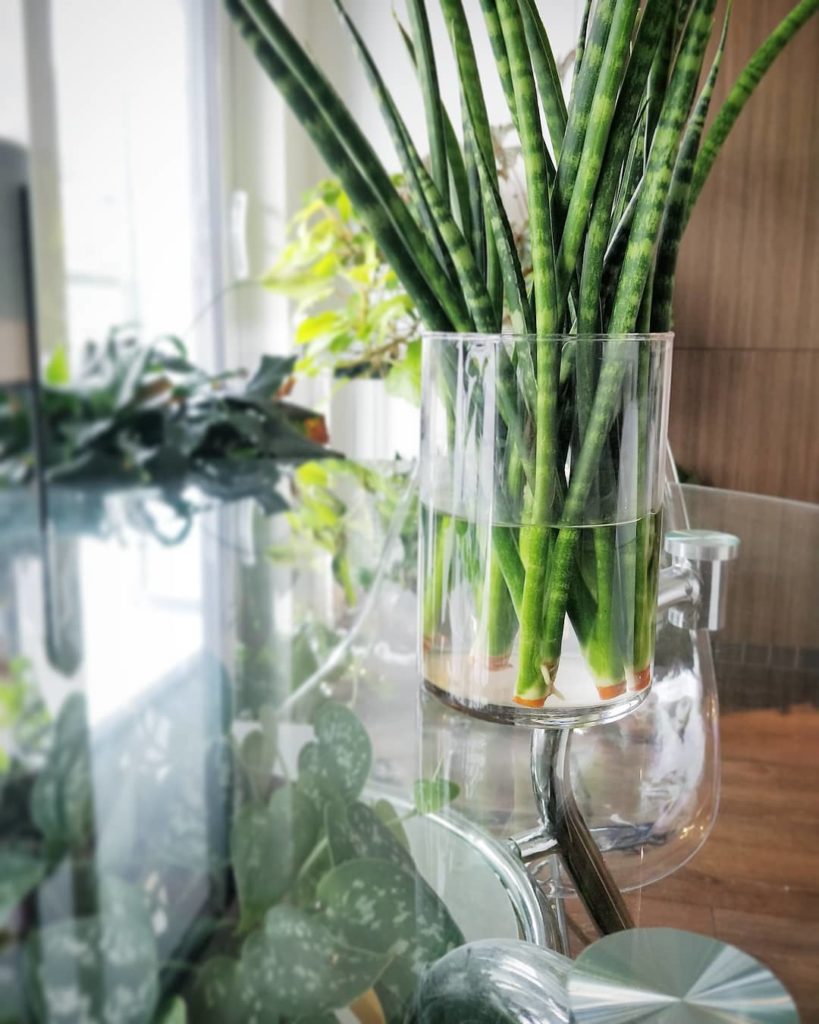 houseplantjournal: I only cut these last week and one group is already putting out roots!
–
* Rooti… I only cut these last week and one group is already putting out roots!
-
* Rooti...