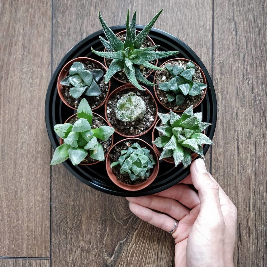 houseplantjournal: I’ve always enjoyed collecting species of plants within a genus but space can be… I've always enjoyed collecting species of plants within a genus but space can be...